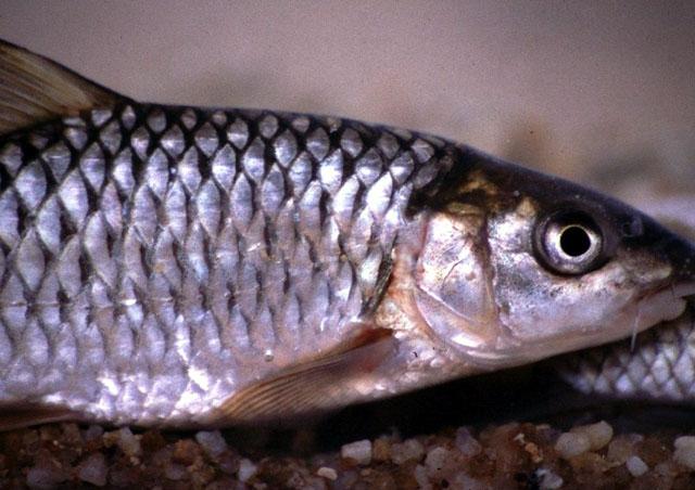 Labeobarbus marequensis (Smith, 1841)